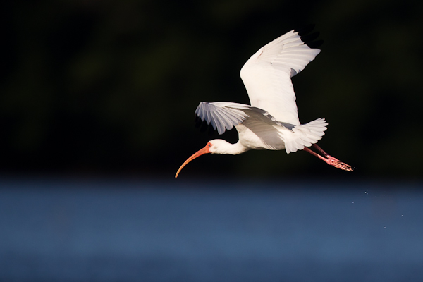 White Ibis - Birds - Wild