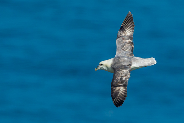 Fulmar - Birds - Wild