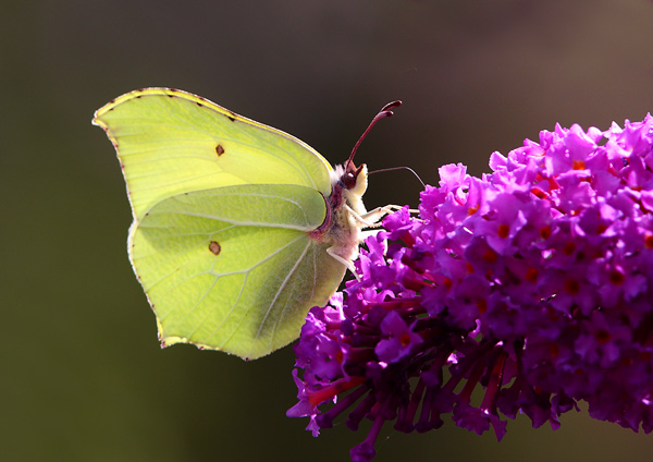 Brimstone - Close up