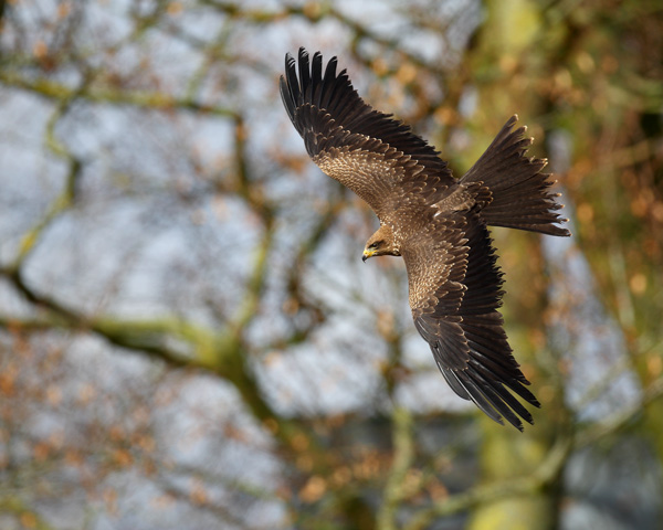 Black Kite - Birds  -  Captive