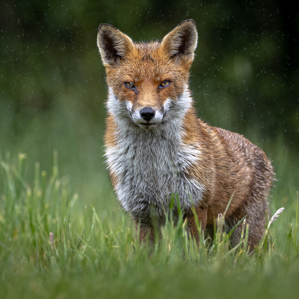 Fox - Nature & Animals