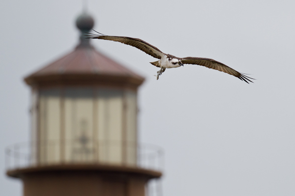 Osprey - Florida 2011