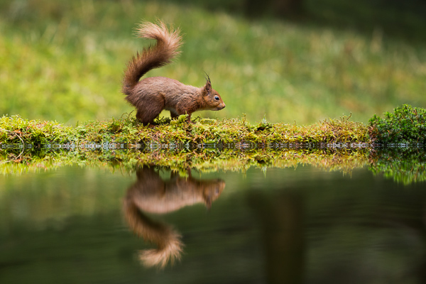 Red Squirrel - Nature & Animals