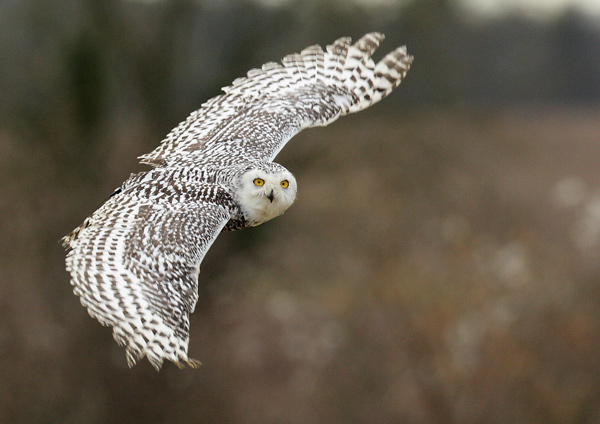 Snowy Owl - Birds  -  Captive