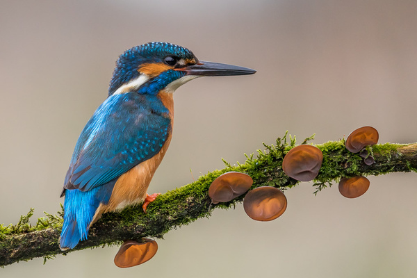 Kingfisher - Birds - Wild