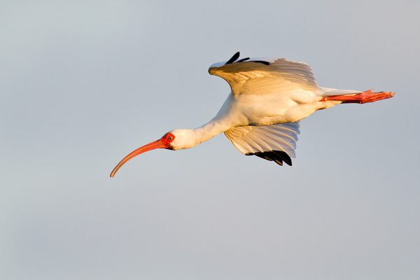 White Ibis - Florida 2011
