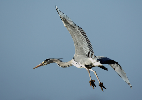 Grey Heron - Birds - Wild