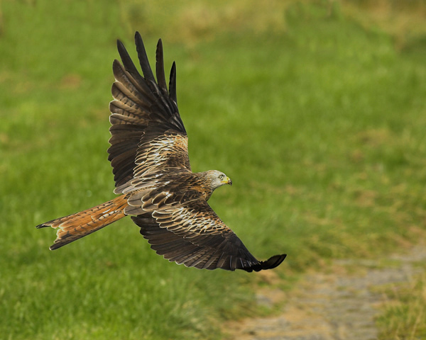 Red Kite - Birds - Wild