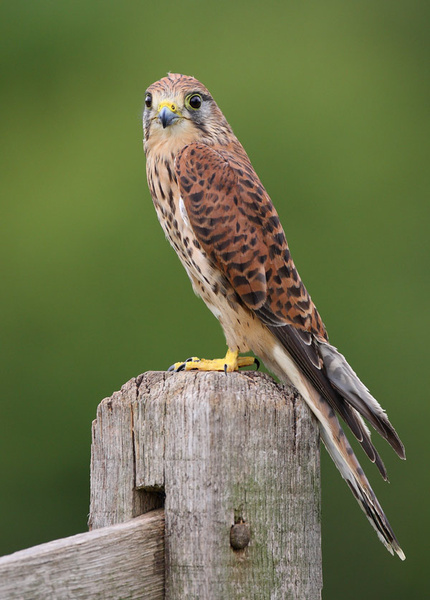 Kestrel - Birds  -  Captive