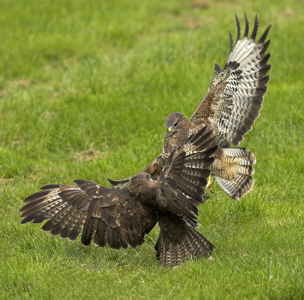 Attack ! - Birds - Wild