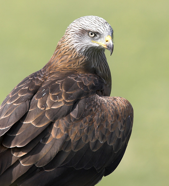 Black Kite Portrait - Birds  -  Captive