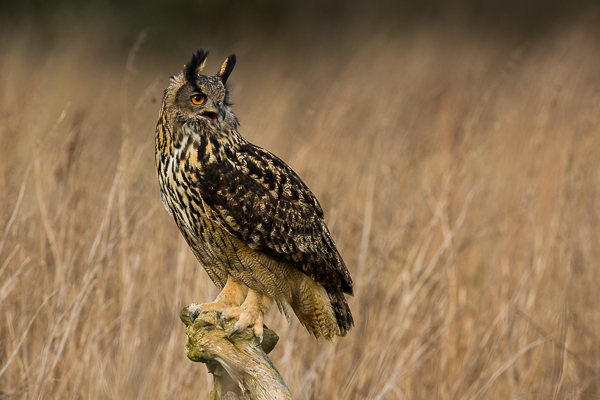 Eagle Owl - Birds  -  Captive