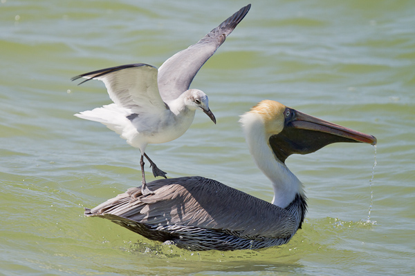 Hitching a lift - Florida 2011