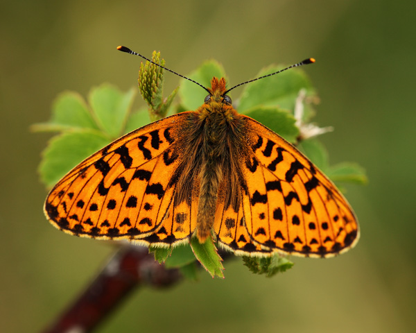 Pearl-Bordered Fritillary - Close up