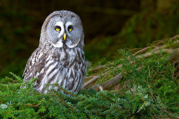 Great Grey Owl - Birds  -  Captive