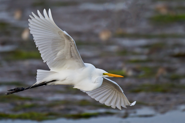 Great Egret - Florida 2011