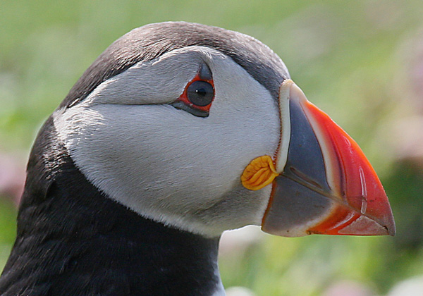 Puffin - Birds - Wild