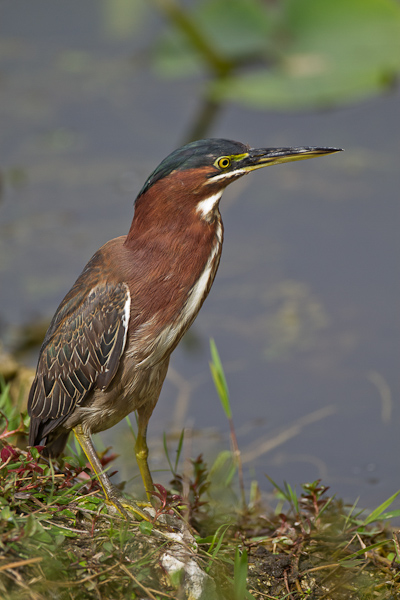 Green Heron - Florida 2011