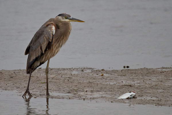 Great Blue Heron & Fish - Florida 2011