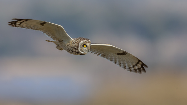 Short Eared Owl - Birds - Wild