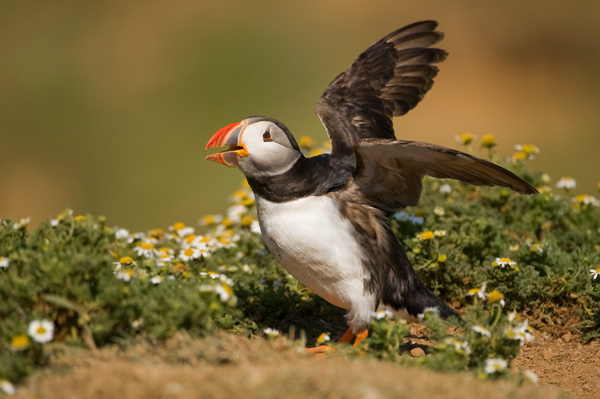 Puffin - Birds - Wild