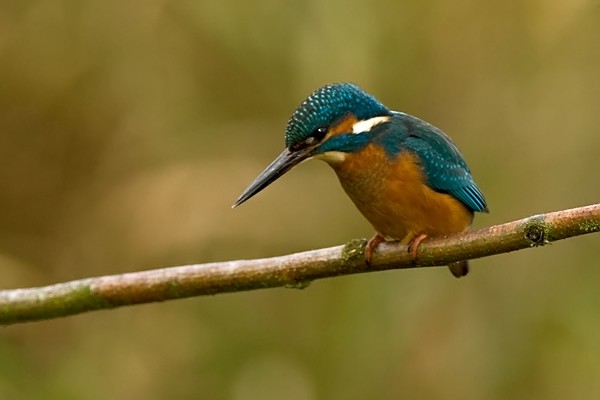 Kingfisher - Birds - Wild
