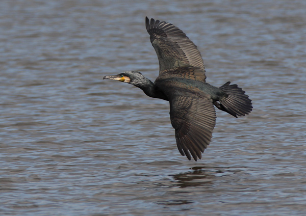 Cormorant - Birds - Wild