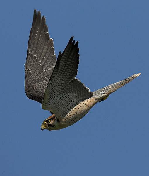 Lanner Falcon - Birds  -  Captive