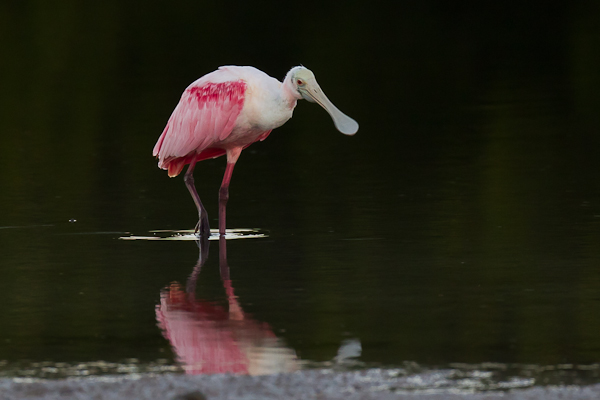 Roseate Spoonbill - Birds - Wild