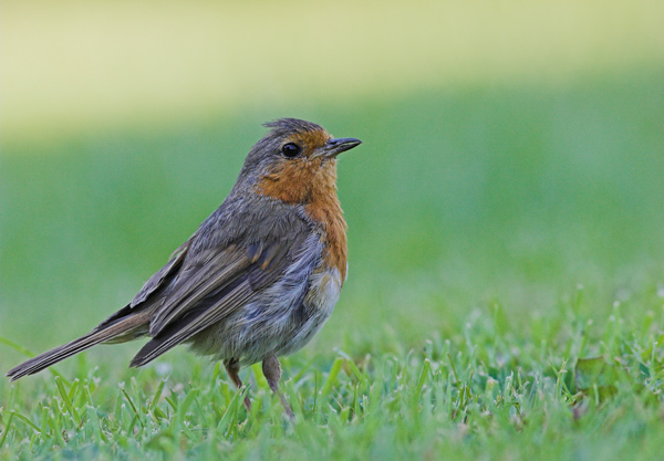 Robin - Birds - Wild