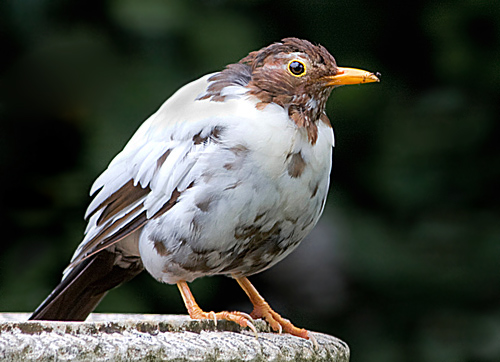 Blackbird going White - Birds - Wild