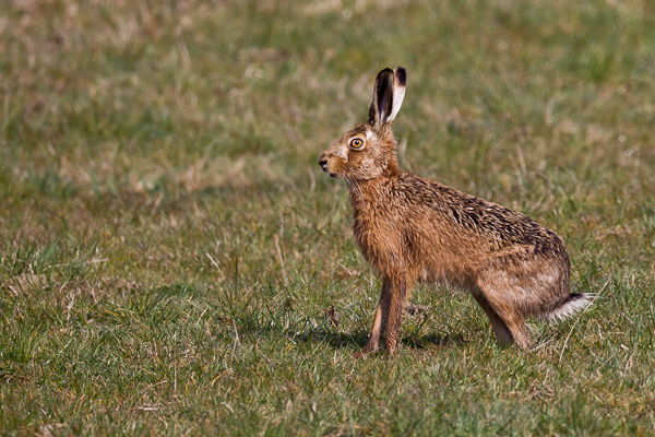 Hare - Nature & Animals