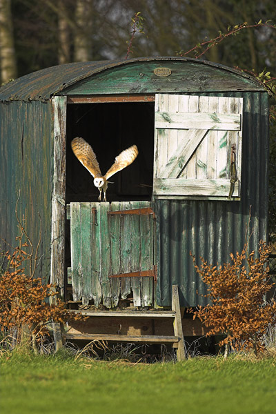 Barn Owl - Birds  -  Captive