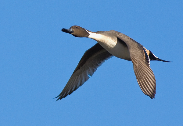 Northern Pintail in-flight - Birds - Wild