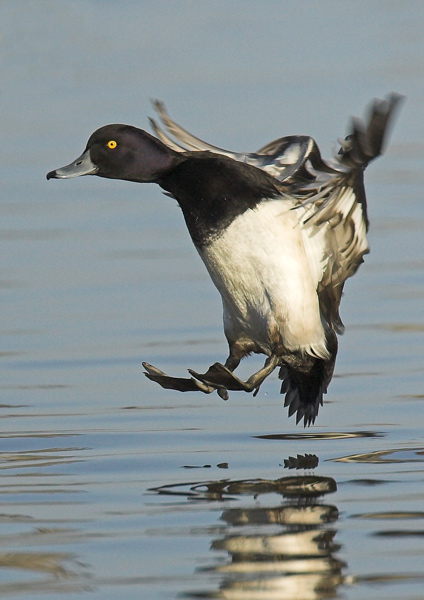 Tufted Duck - Birds - Wild