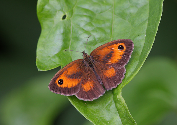 Gatekeeper - Close up