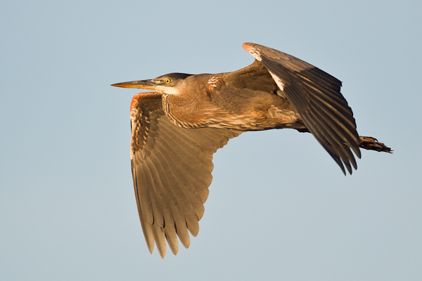Great Blue Heron - Birds - Wild