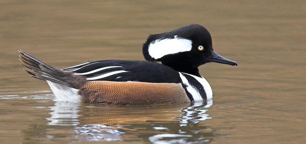 Hooded  Merganser - Birds  -  Captive