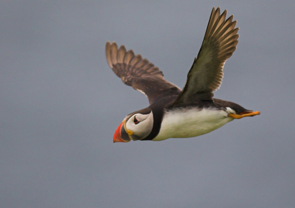 Puffin Flight - Birds - Wild