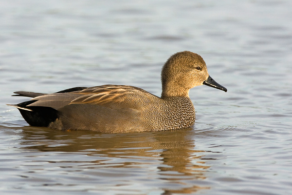 Gadwall - Birds - Wild
