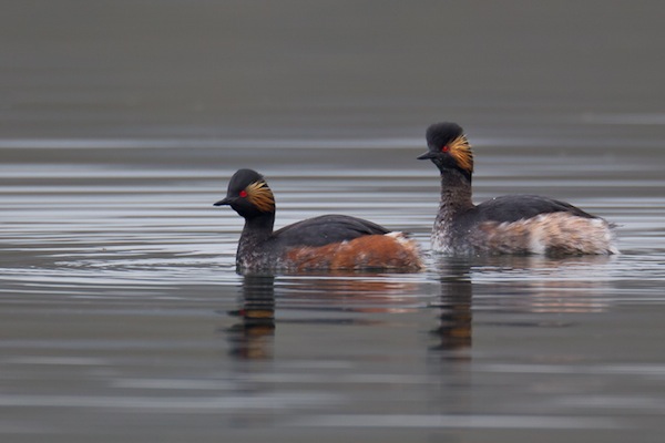 Black-necked Grebes - Birds - Wild