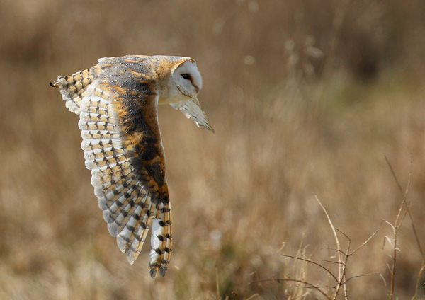 Barn Owl - Birds  -  Captive
