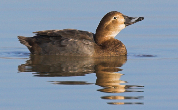 Female Pochard - Birds - Wild
