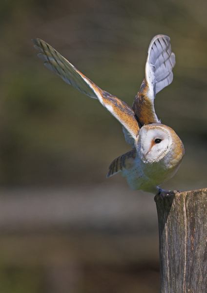 Barn Owl - Birds  -  Captive