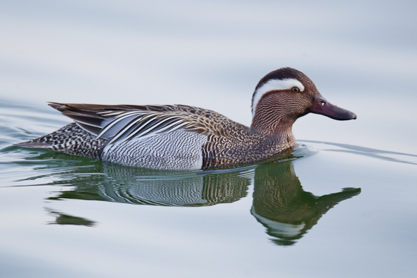 Garganey - Birds - Wild