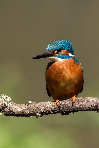 Kingfisher - Birds - Wild