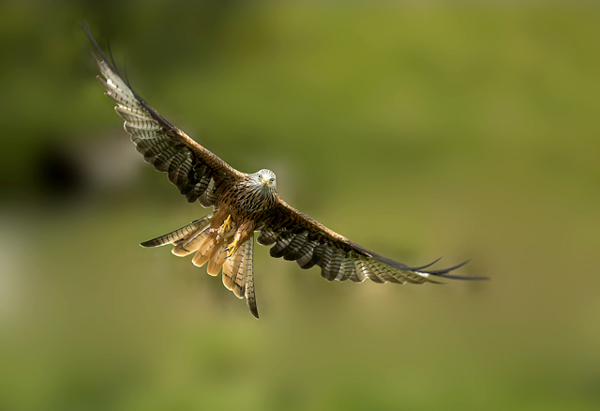 Red Kite - Birds - Wild