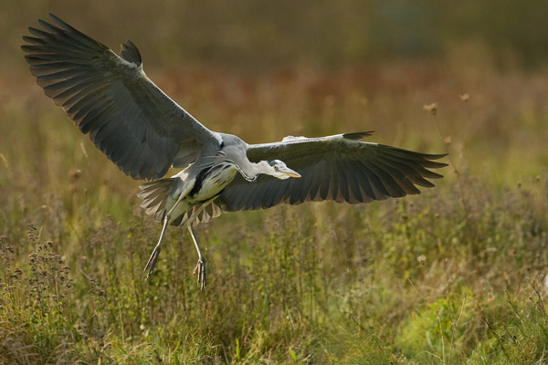 Grey Heron - Birds - Wild