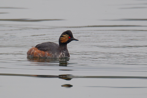 Black-necked Grebe - Birds - Wild