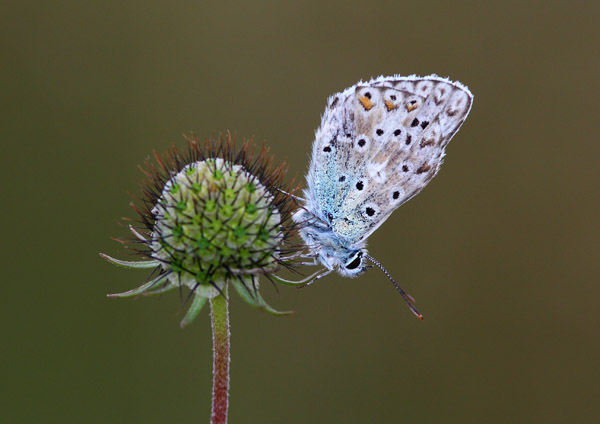 Chalkhill Blue - Close up